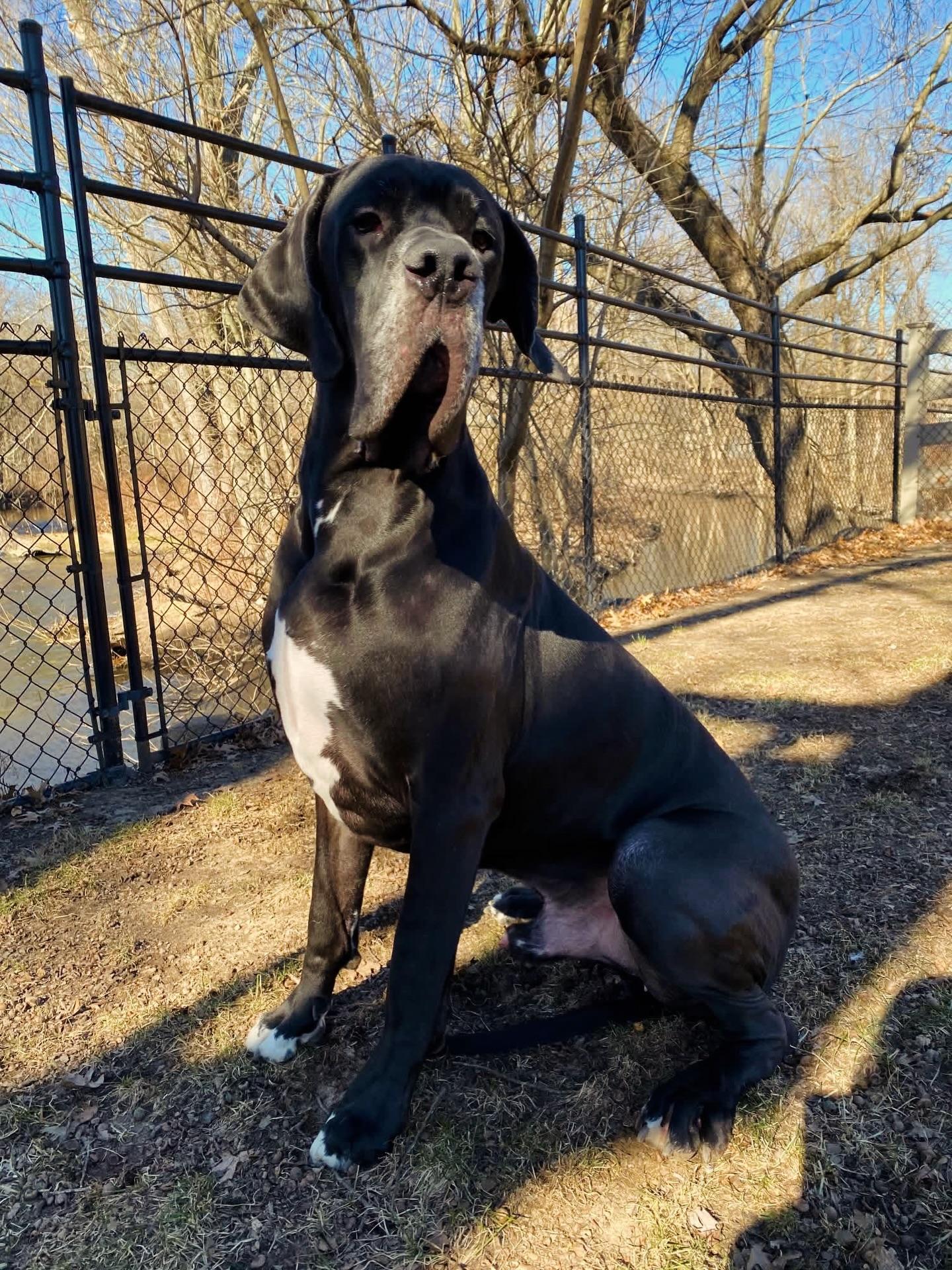 Hansel - Courtesy Listing, a ADOPTABLE Great Dane in Pine Beach, NJ image 2/3