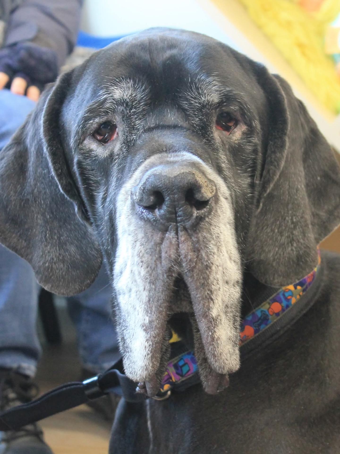 Hansel - Courtesy Listing, a ADOPTABLE Great Dane in Pine Beach, NJ image 1/3