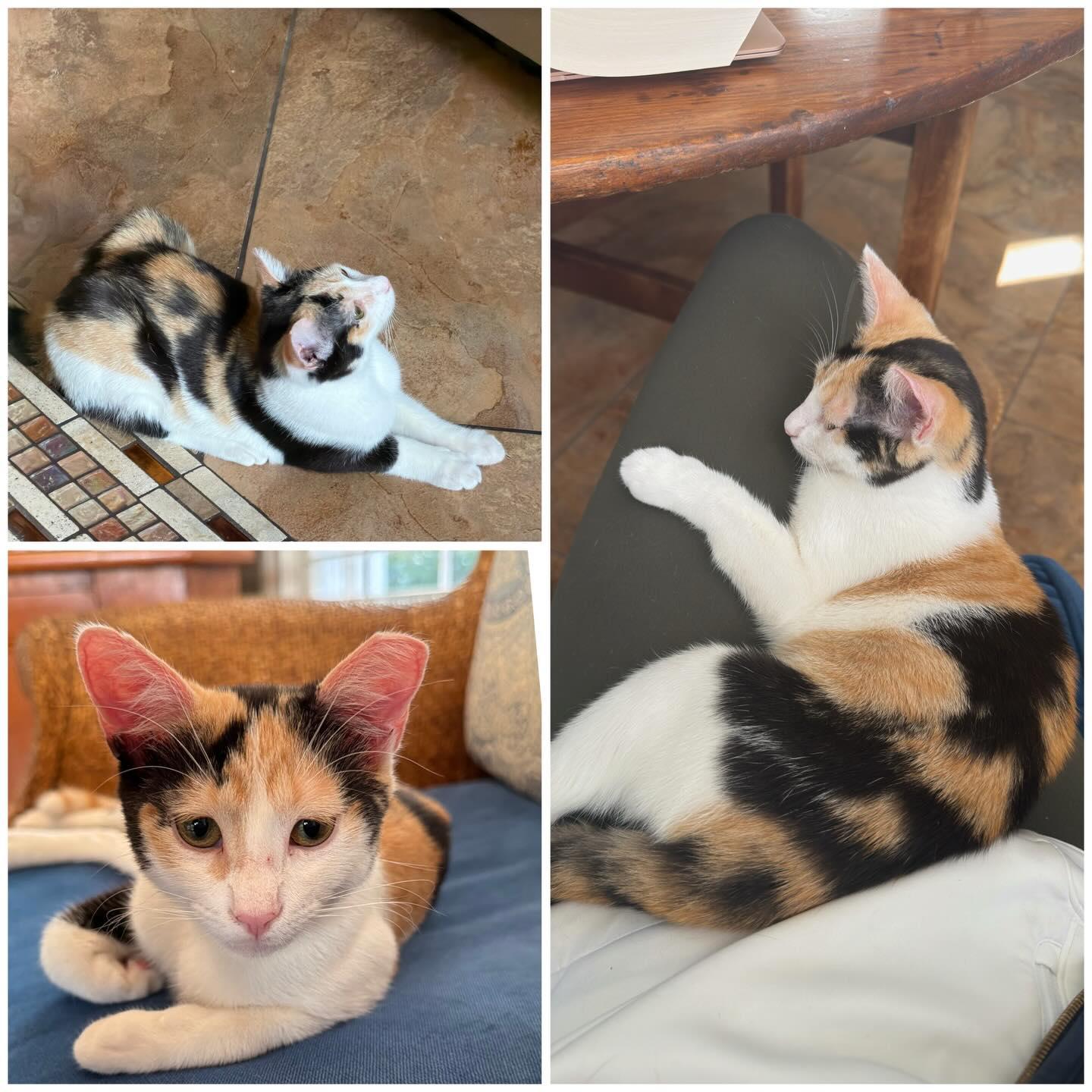 Enlarge Callie, a ADOPTABLE Calico in Naples, FL image 1/1