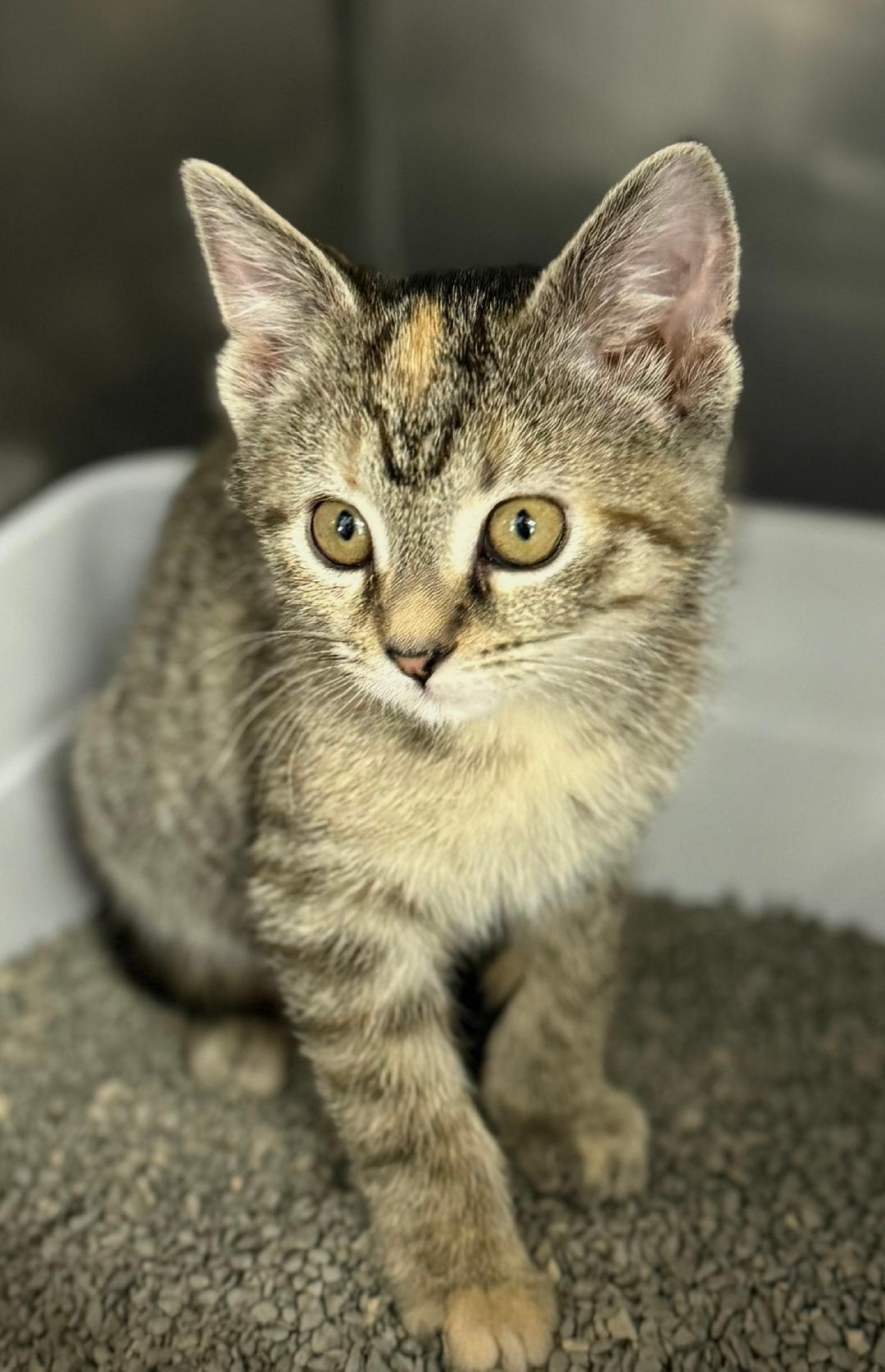 Enlarge Mavis, an adopted Domestic Short Hair in Mount Vernon, OH image 1/1