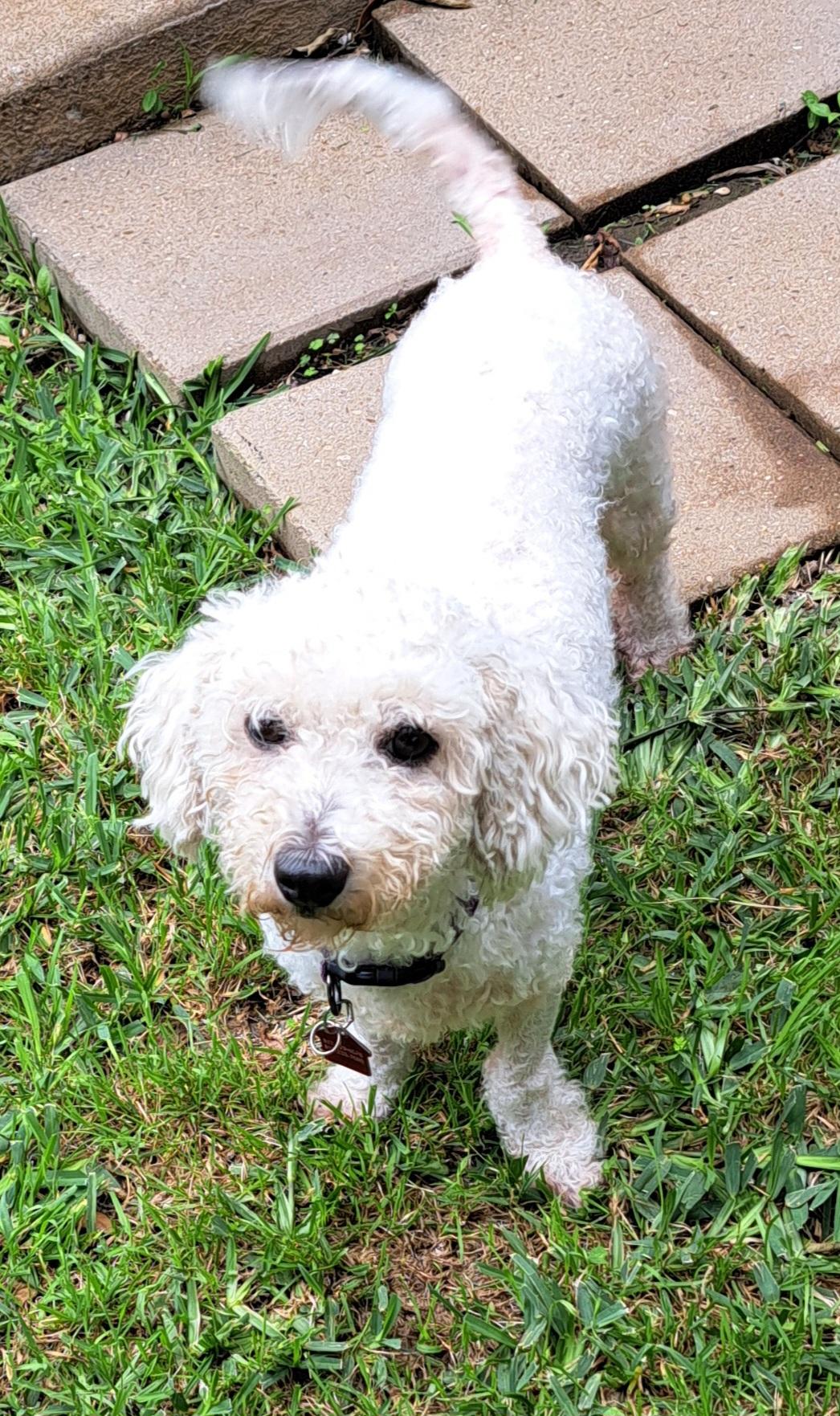 Karis, a ADOPTABLE Poodle in Burleson, TX image 5/6