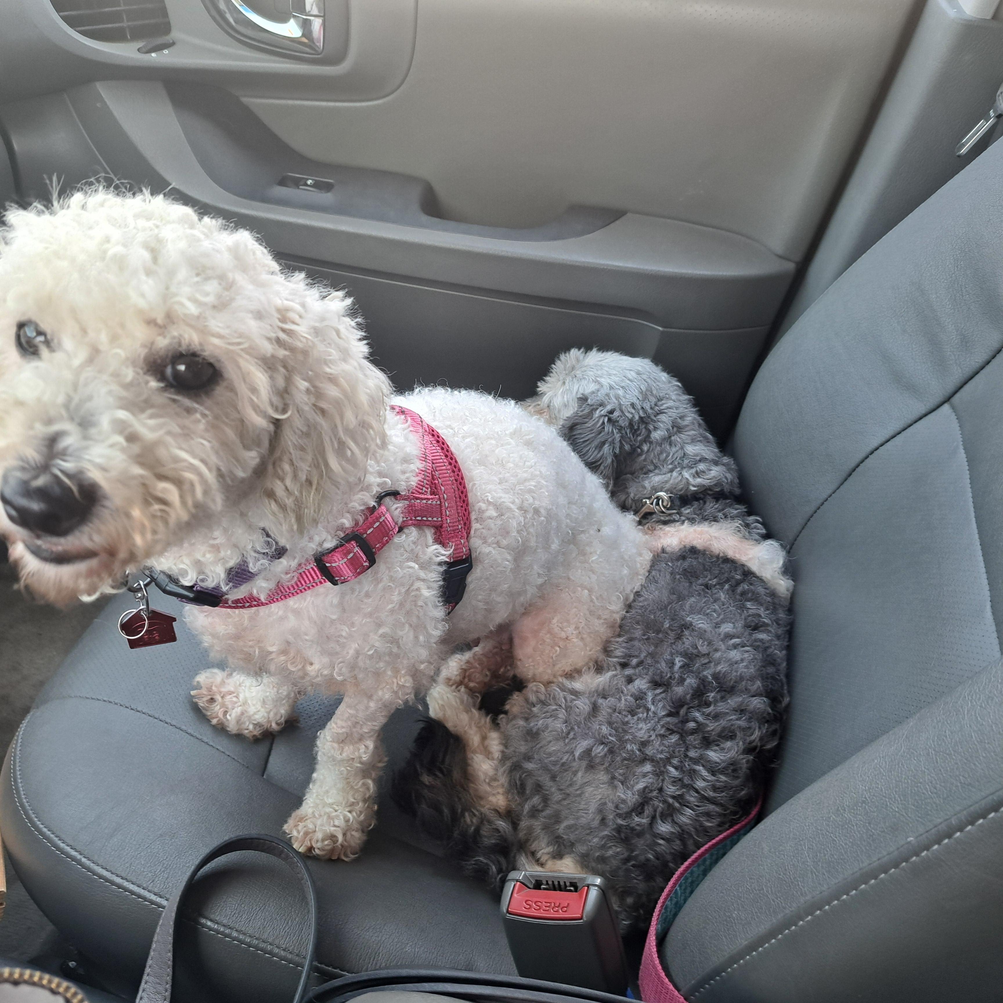 Karis, a ADOPTABLE Poodle in Burleson, TX image 3/6