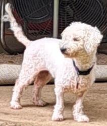 Karis, a ADOPTABLE Poodle in Burleson, TX image 4/6