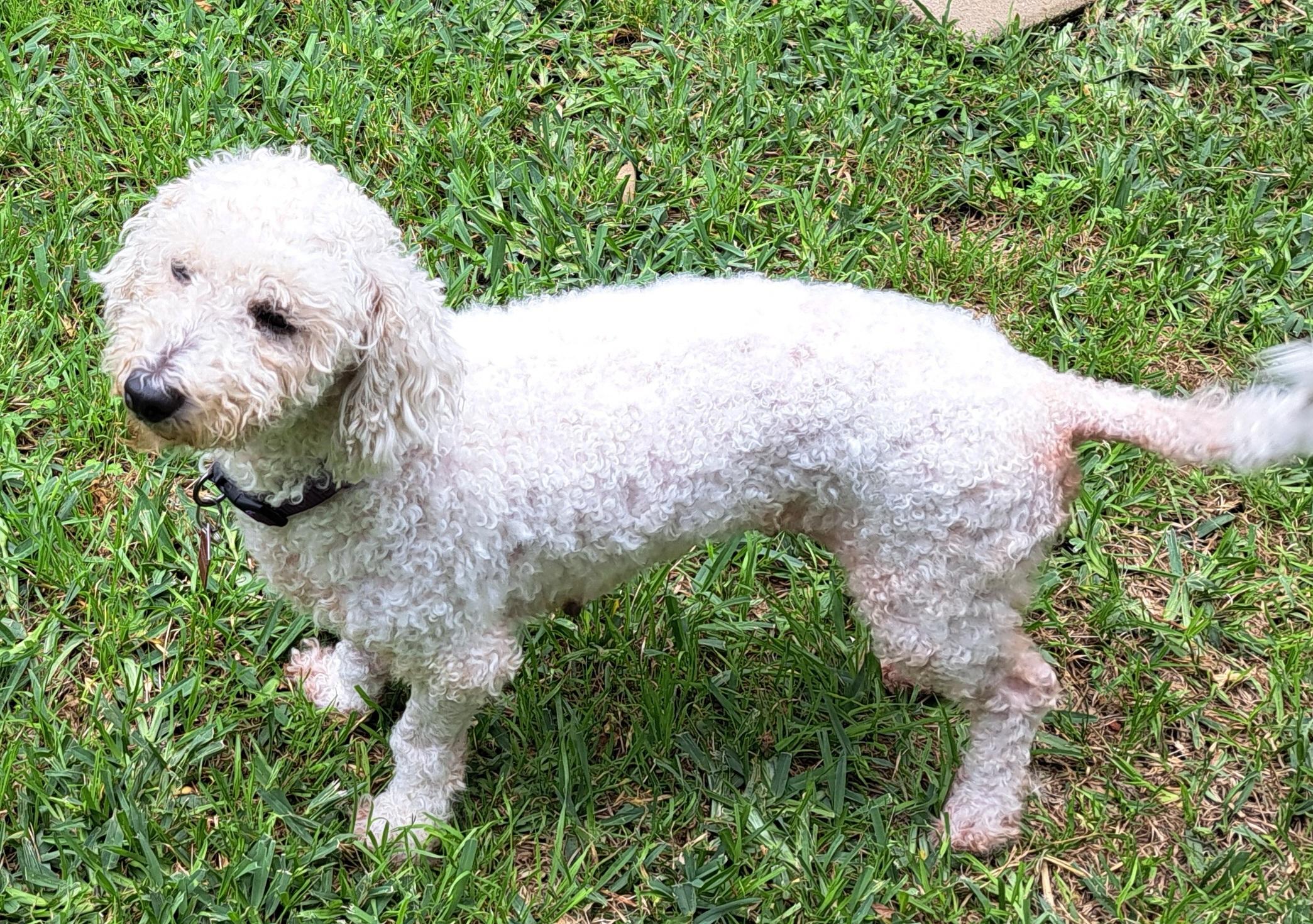 Karis, a ADOPTABLE Poodle in Burleson, TX image 2/6