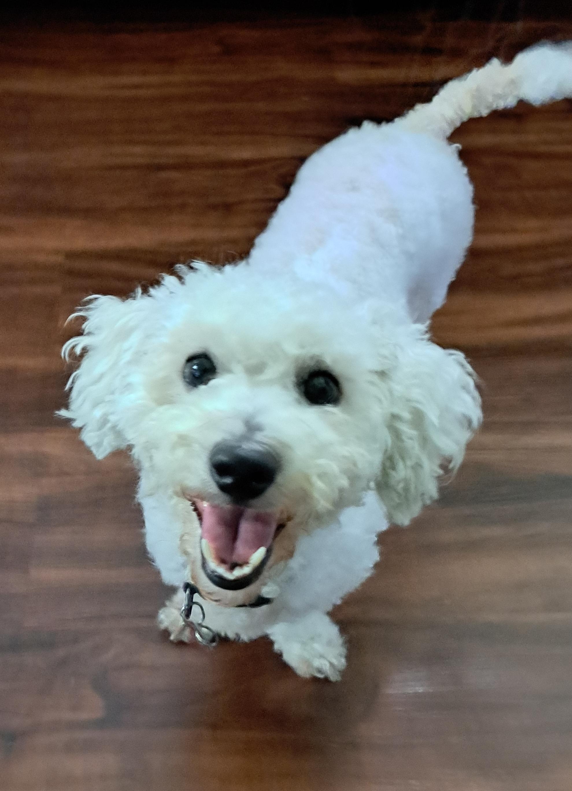 Karis, ADOPTABLE, Adult Female Poodle.
