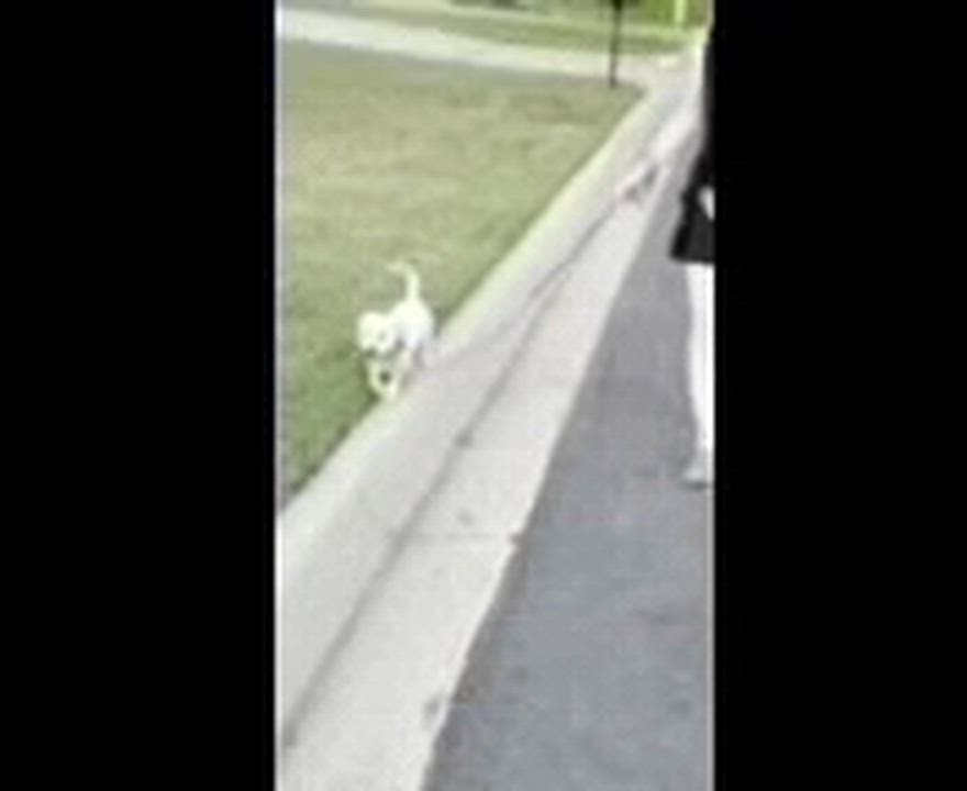 Enlarge Karis, a ADOPTABLE Poodle in Burleson, TX video 6/6
