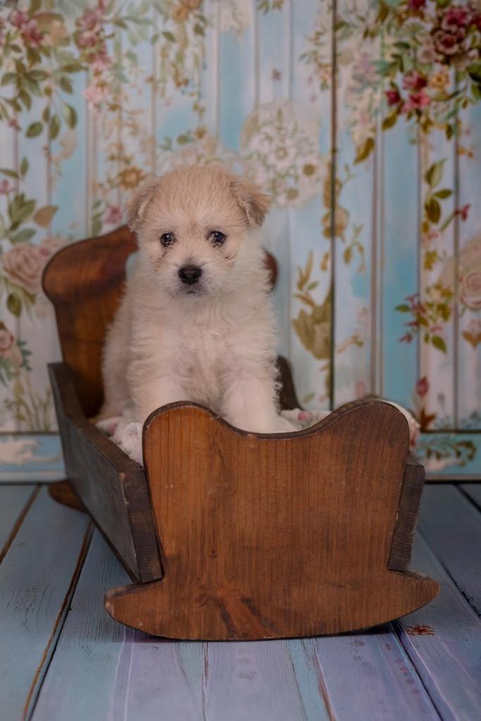 Cheddar, ADOPTABLE, Puppy Male Husky & Miniature Poodle.