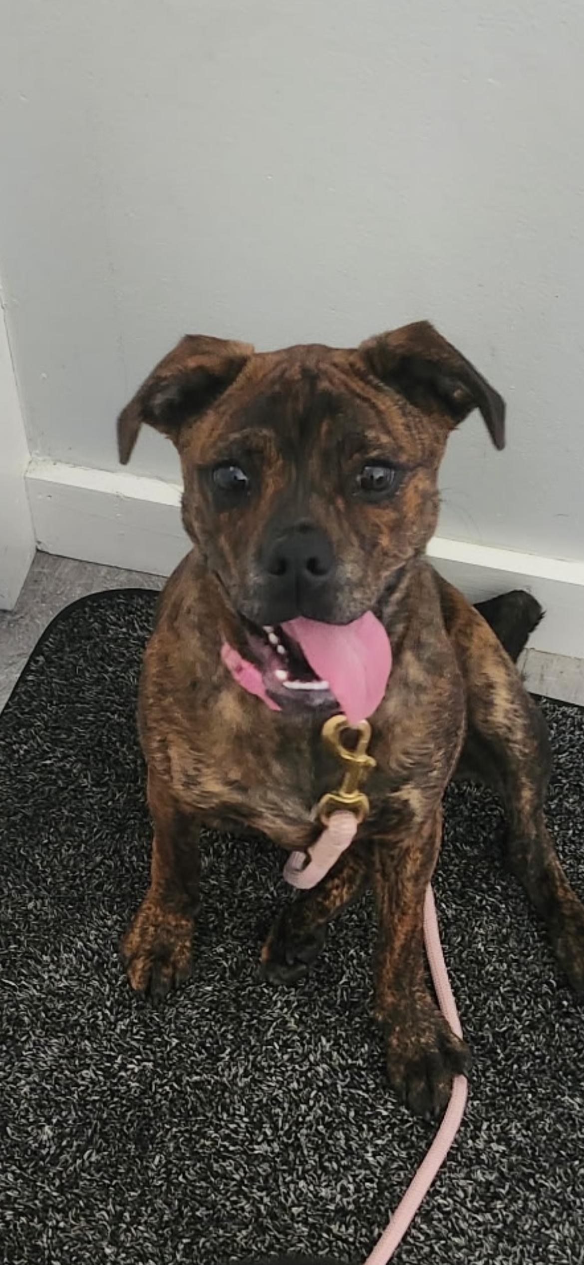 Enlarge Ginger (Gingy), a Adoptable mixed breed in Midland, MI image 6/6