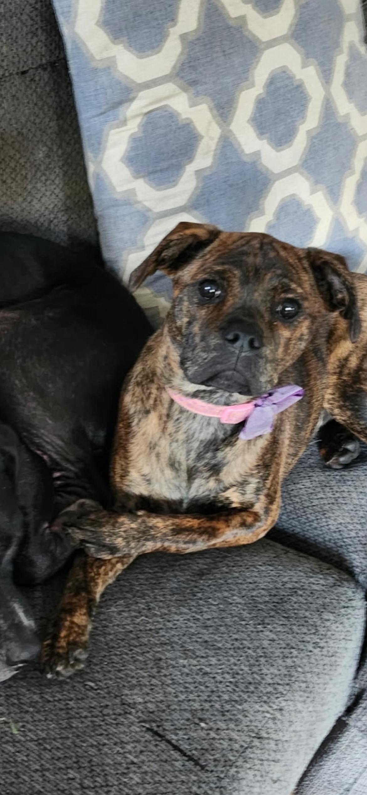 Enlarge Ginger (Gingy), a Adoptable mixed breed in Midland, MI image 1/6
