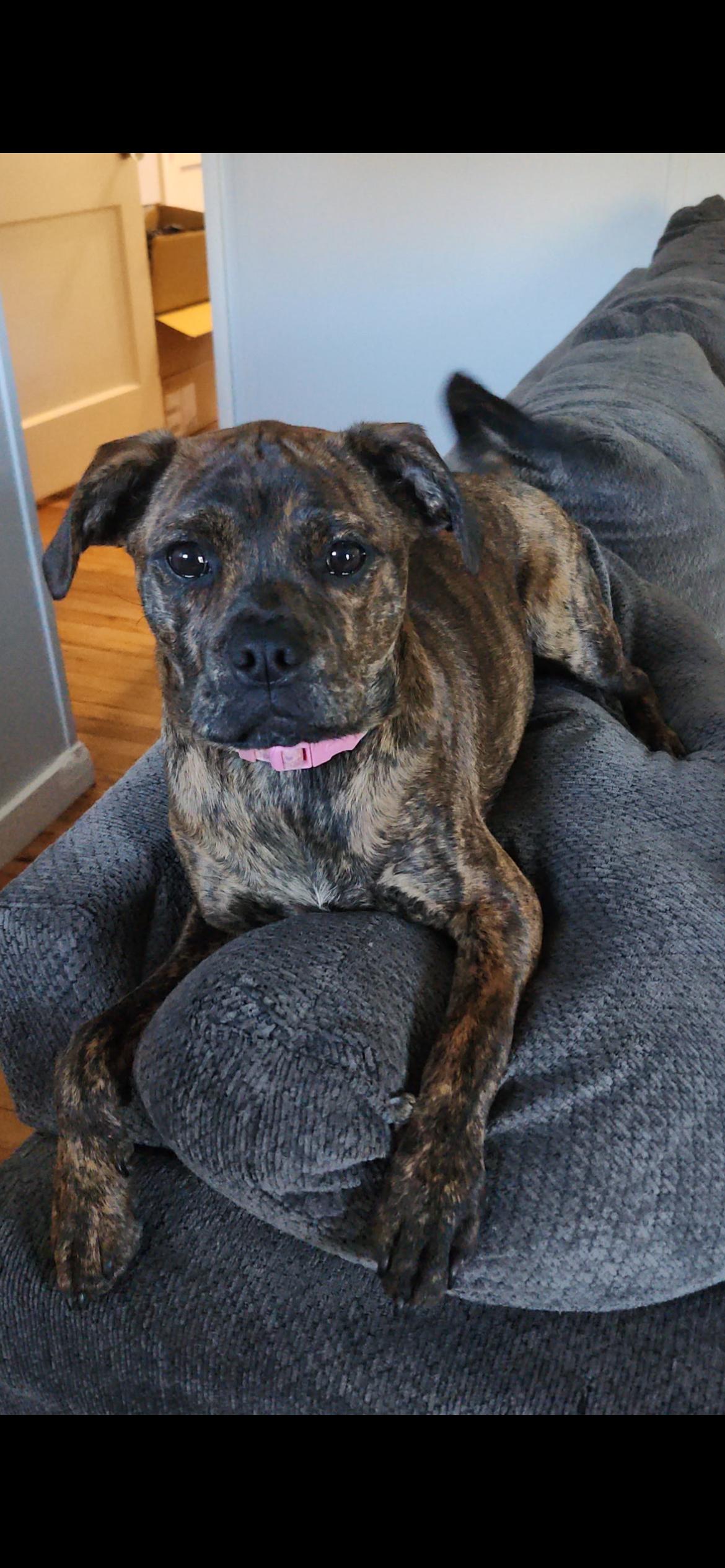 Enlarge Ginger (Gingy), a Adoptable mixed breed in Midland, MI image 2/6
