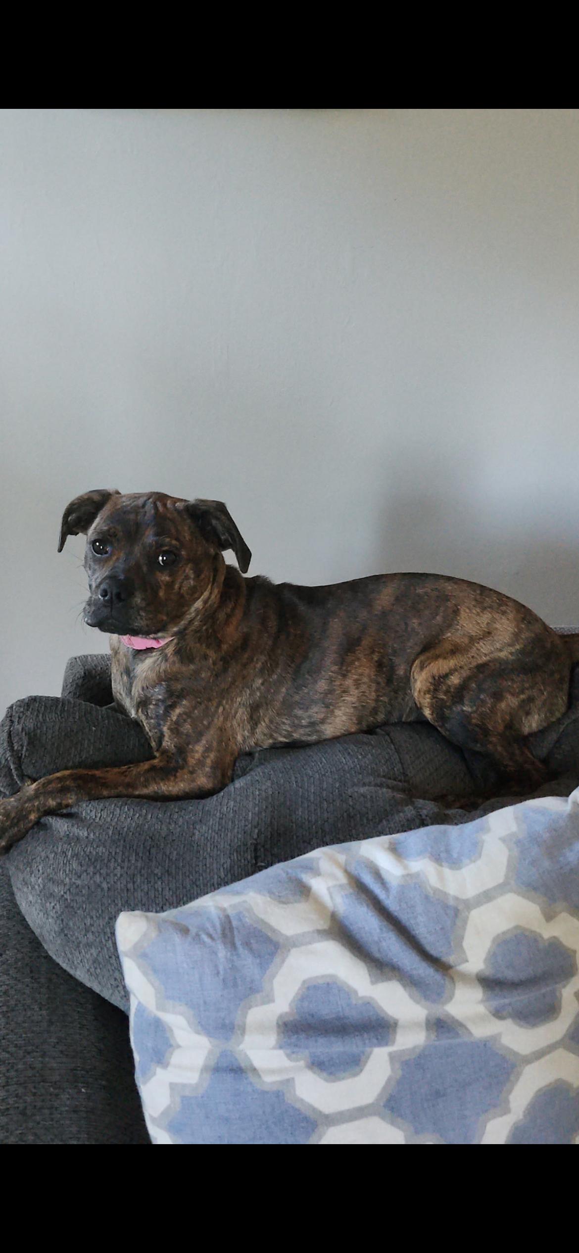 Enlarge Ginger (Gingy), a Adoptable mixed breed in Midland, MI image 5/6