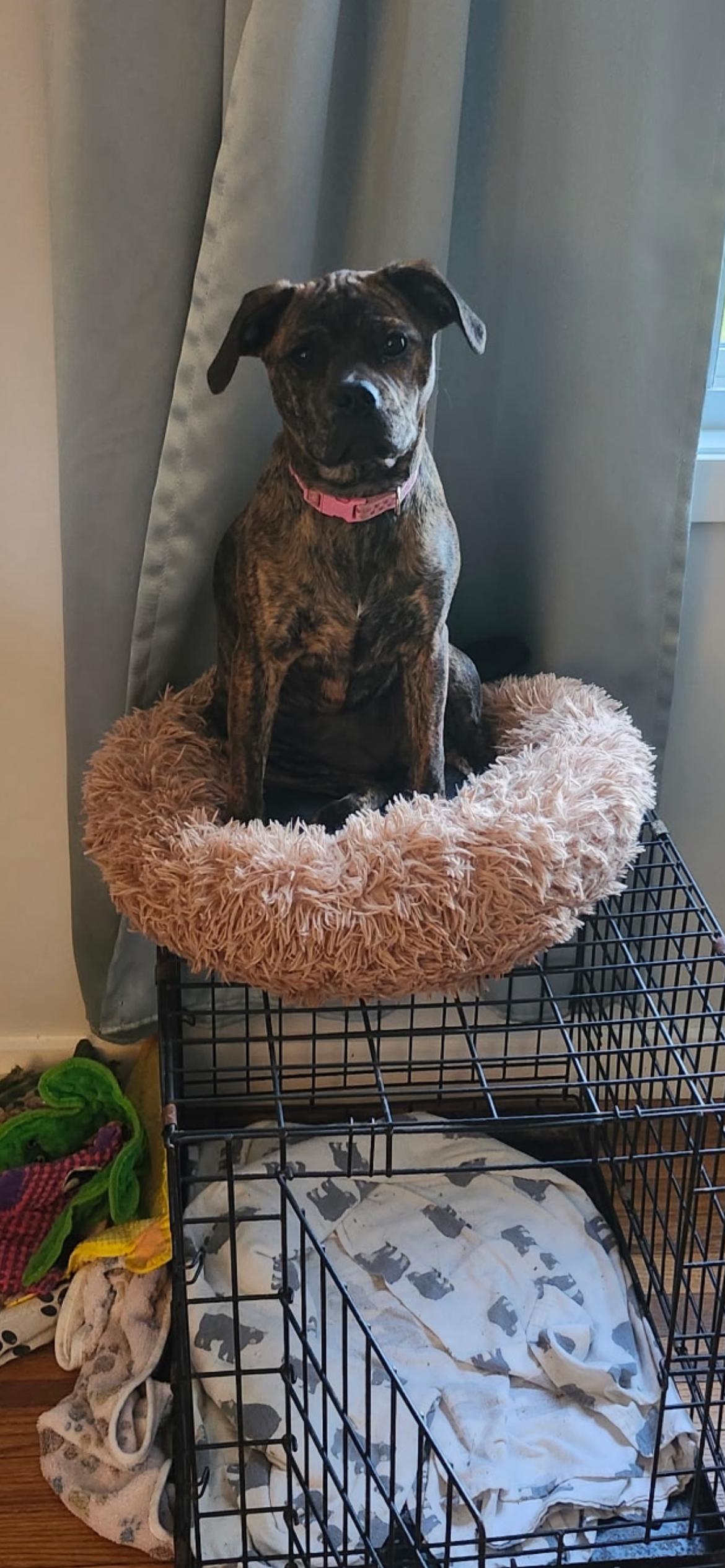 Enlarge Ginger (Gingy), a Adoptable mixed breed in Midland, MI image 4/6