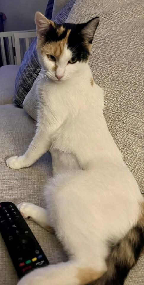 Enlarge Japonica, a Adoptable Domestic Short Hair in Satellite Beach, FL image 1/3