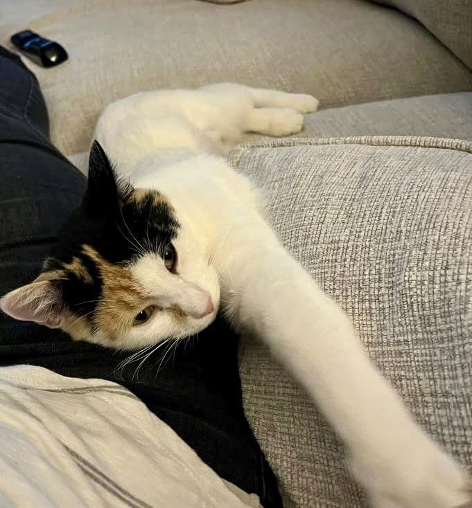 Enlarge Japonica, a Adoptable Domestic Short Hair in Satellite Beach, FL image 2/3