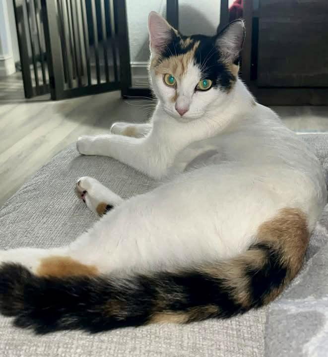 Enlarge Japonica, a Adoptable Domestic Short Hair in Satellite Beach, FL image 3/3