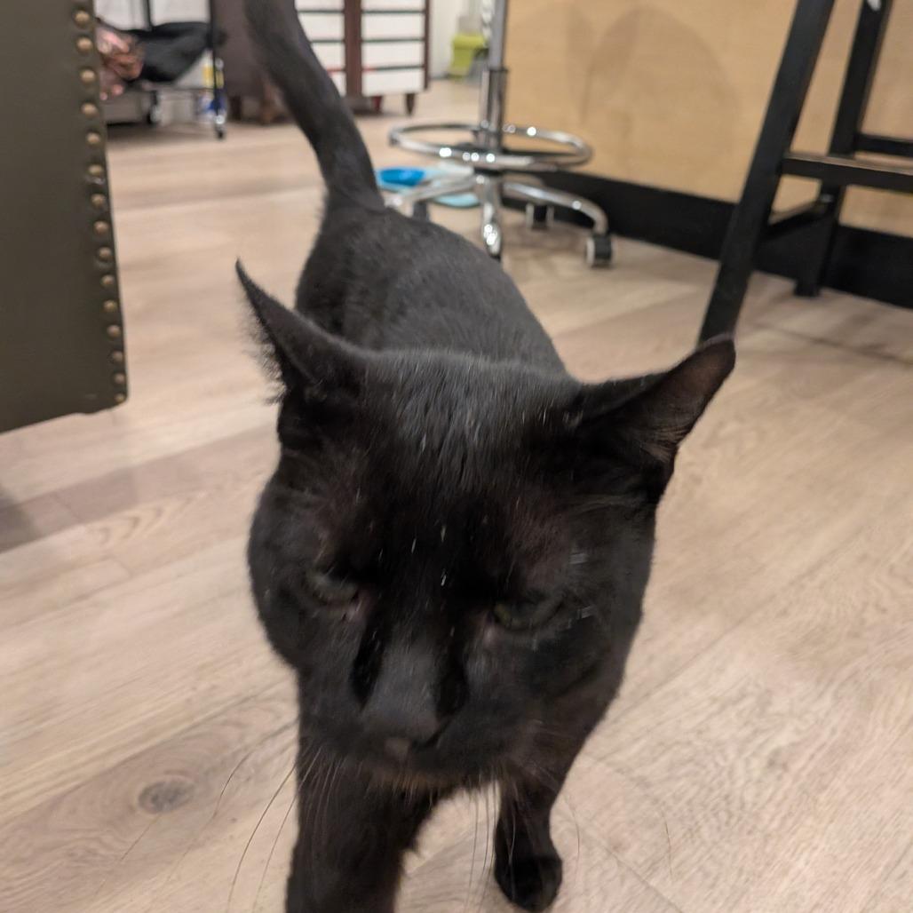 Tolkien, a Adoptable Domestic Short Hair in Brooklyn, NY image 1/2