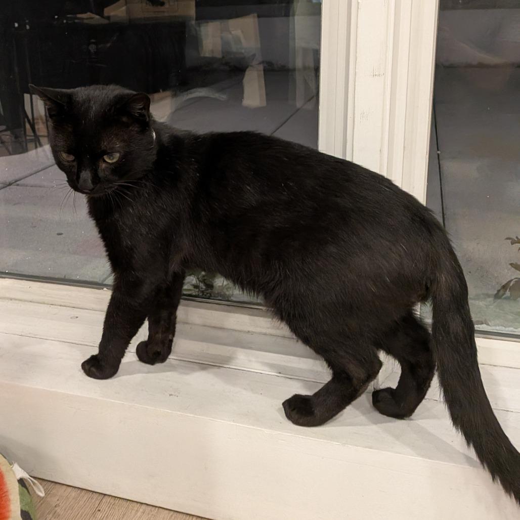 Tolkien, a Adoptable Domestic Short Hair in Brooklyn, NY image 2/2