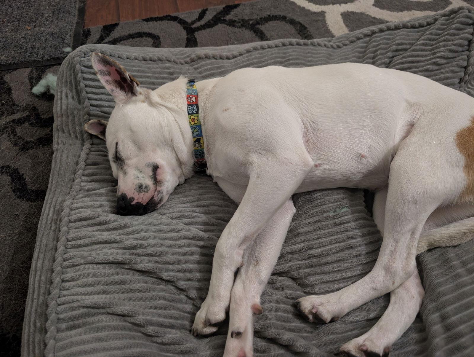 Enlarge Leia, a Adoptable Pit Bull Terrier in Burlingame, CA image 1/3