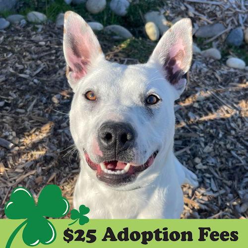 Enlarge Leia, a Adoptable Pit Bull Terrier in Burlingame, CA image 2/3