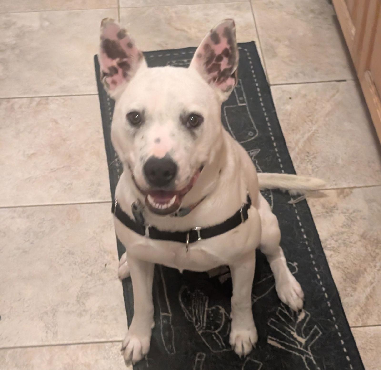 Enlarge Leia, a Adoptable Pit Bull Terrier in Burlingame, CA image 3/3