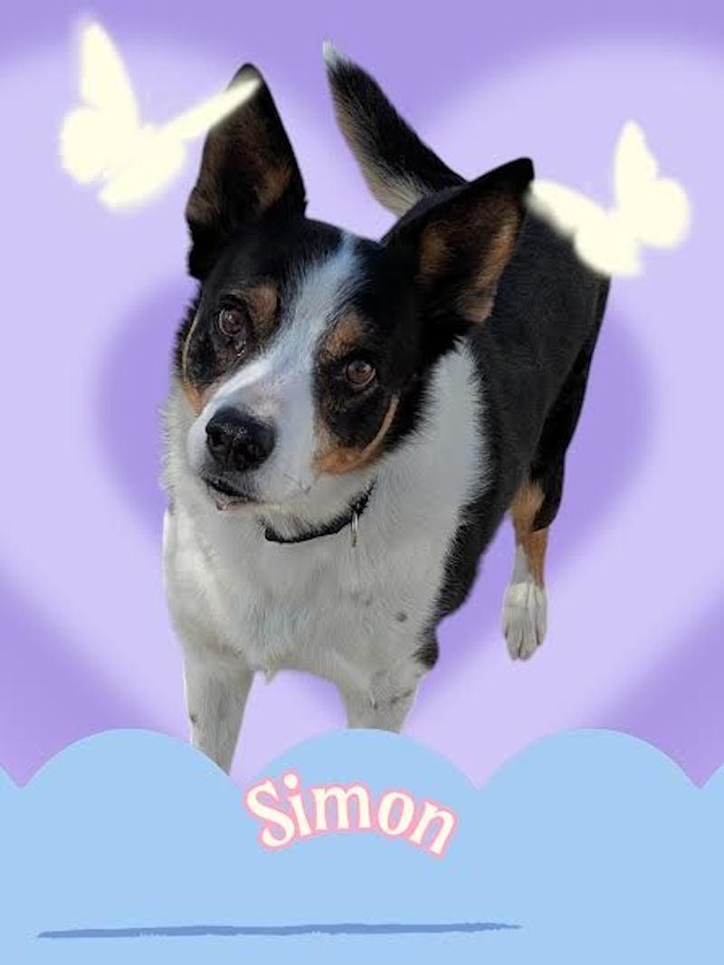 Simon, adopted, Adult Male Mixed Breed.