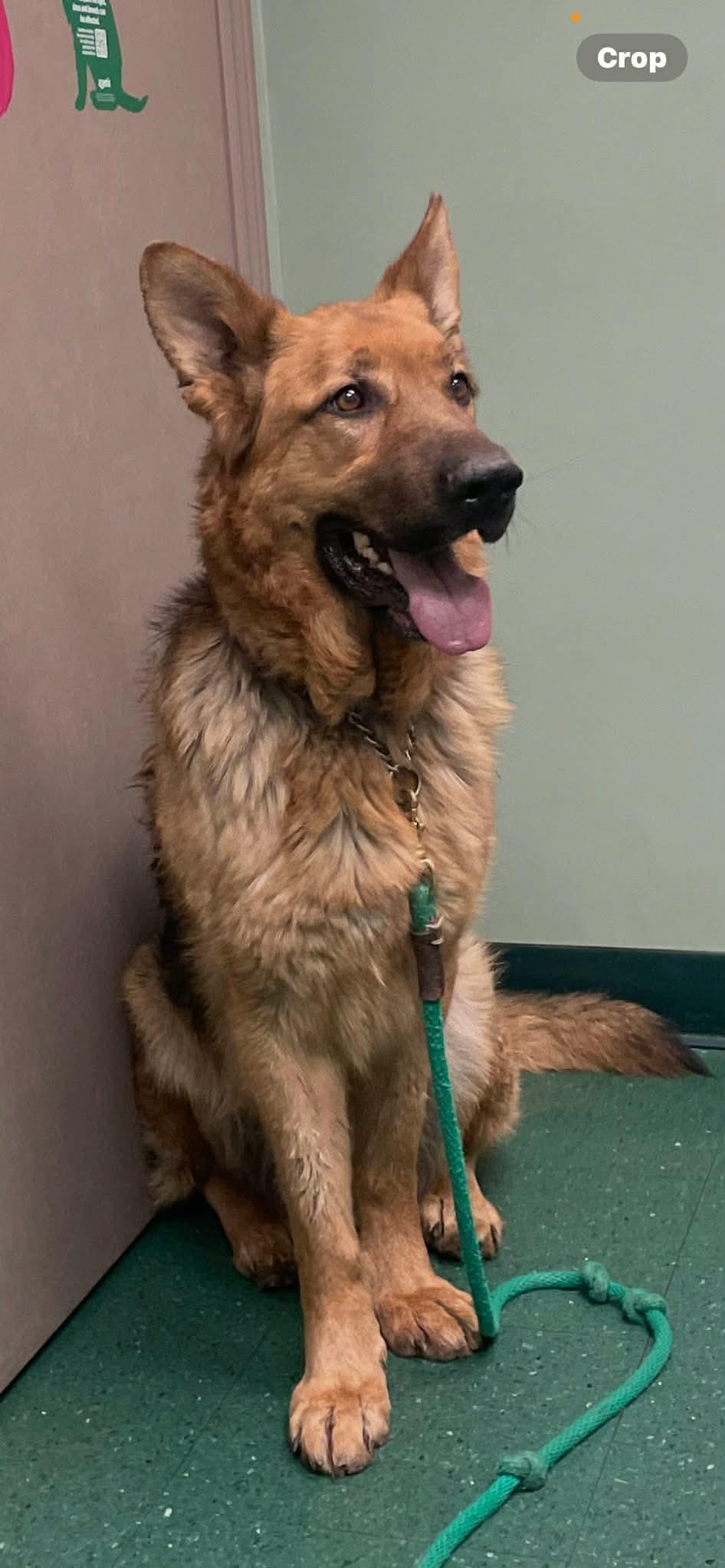 Enlarge Lightning - struck by tragedy saved by love , a ADOPTABLE German Shepherd Dog in Richmond Hill, ON image 3/5