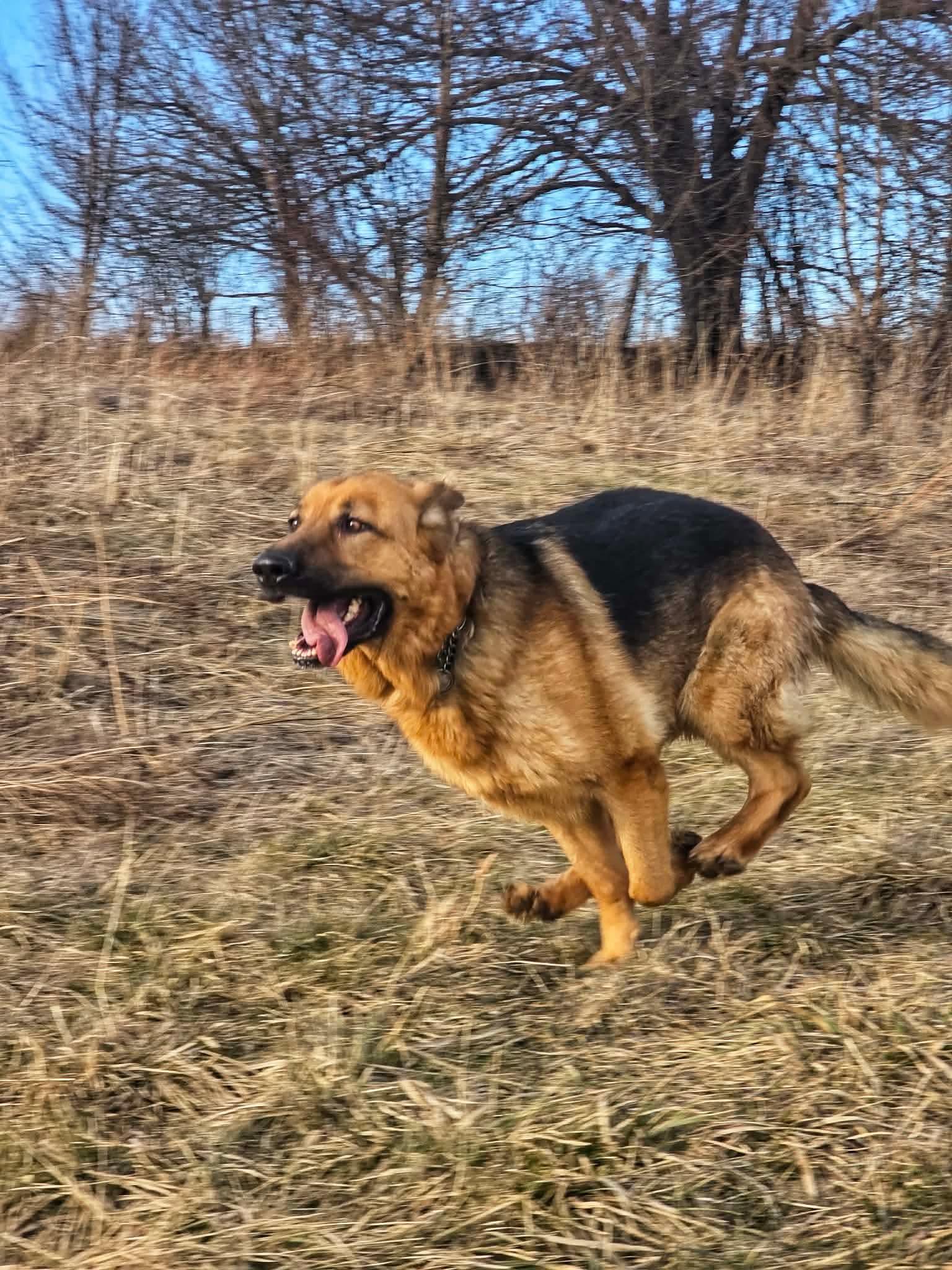 Enlarge Lightning - struck by tragedy saved by love , a ADOPTABLE German Shepherd Dog in Richmond Hill, ON image 5/5
