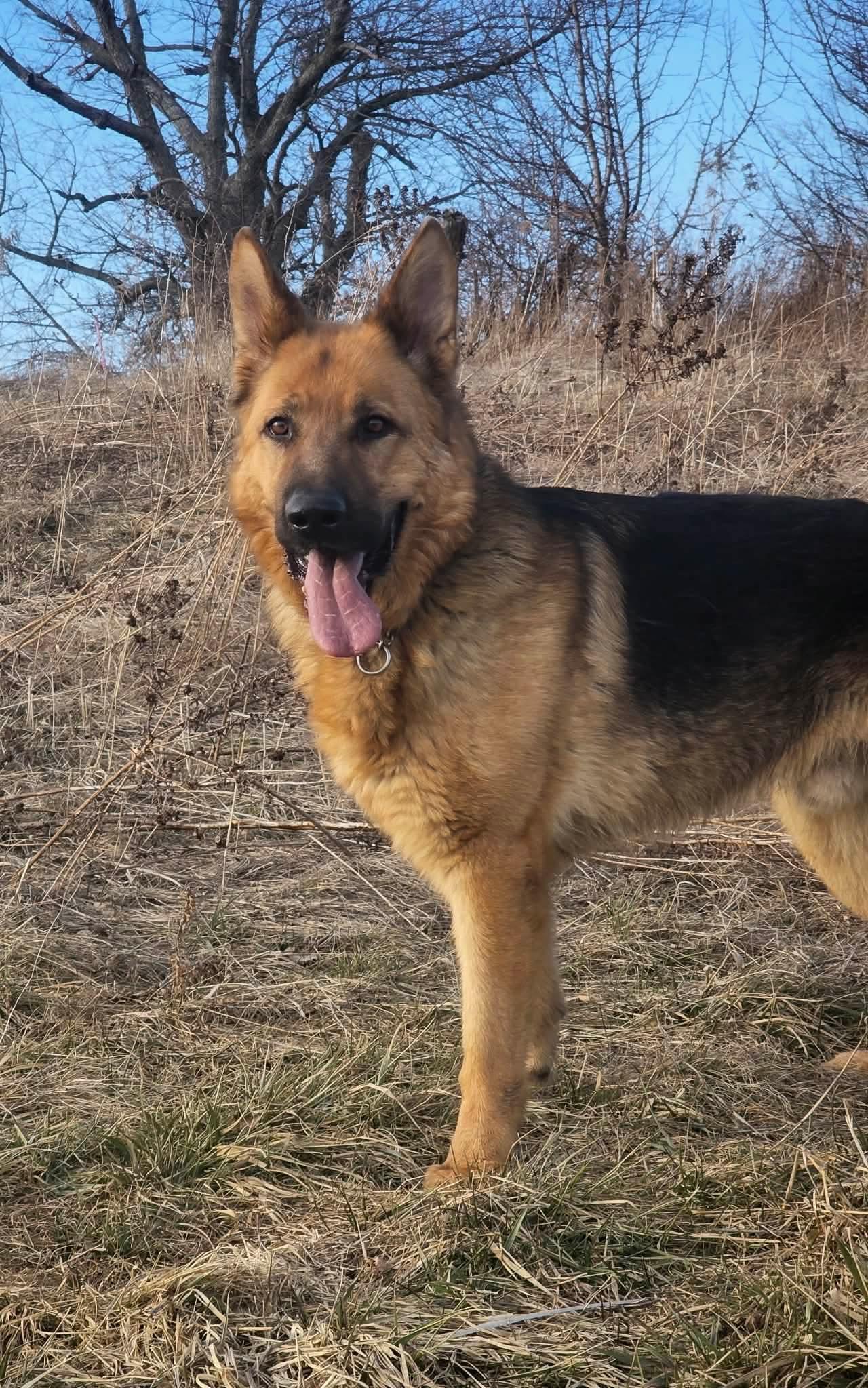Lightning - struck by tragedy saved by love , ADOPTABLE, Adult Male German Shepherd Dog.
