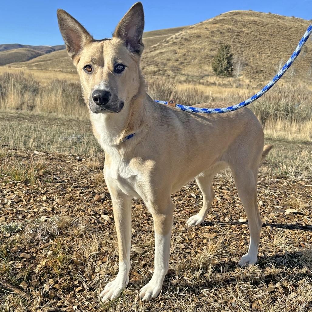 Adele, a Adoptable Mixed Breed in Hailey, ID image 1/4