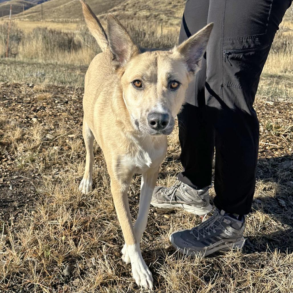 Adele, a Adoptable Mixed Breed in Hailey, ID image 2/4
