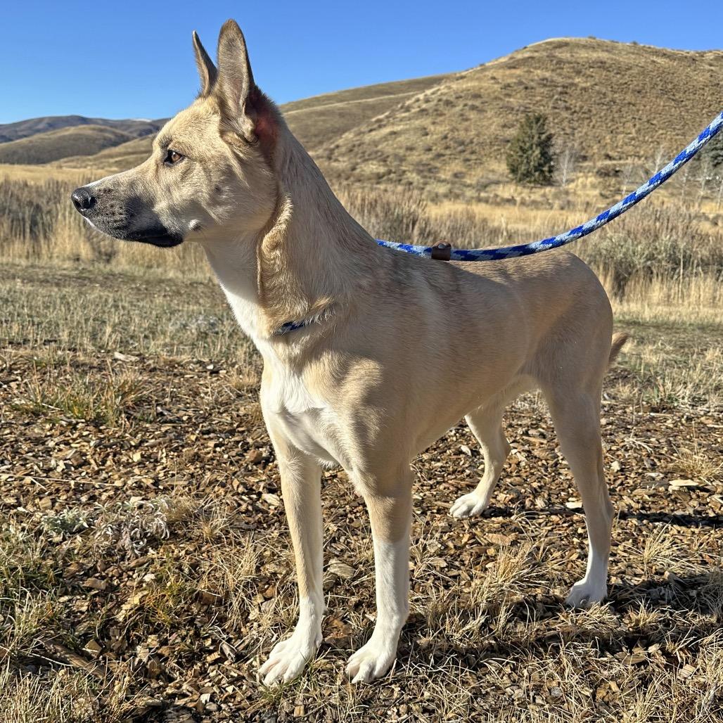Adele, a Adoptable Mixed Breed in Hailey, ID image 3/4