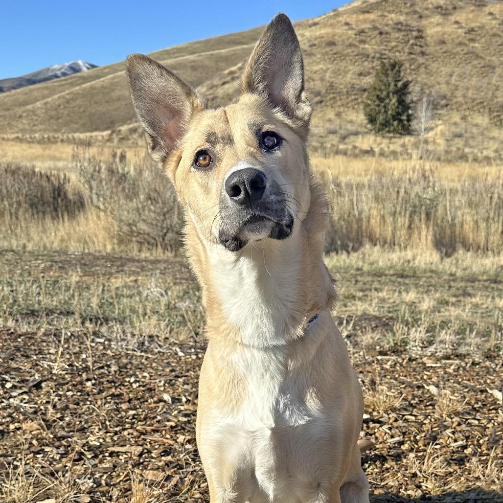 Adele, a Adoptable Mixed Breed in Hailey, ID image 4/4