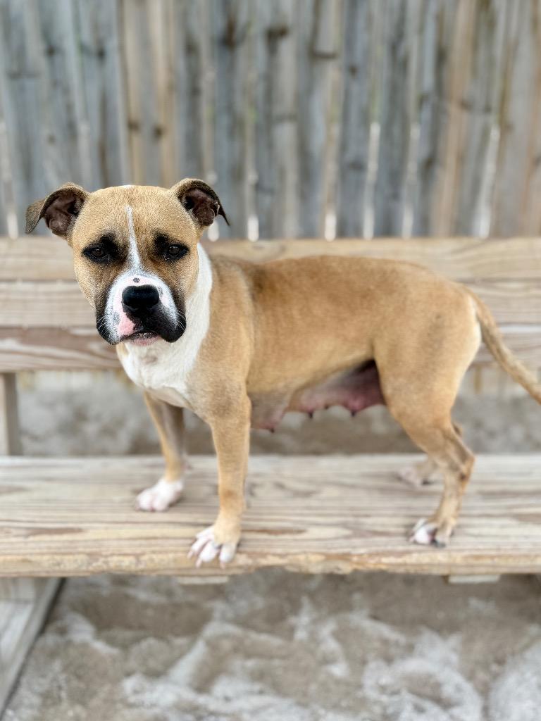 Blair, Adoptable, Young Female Mixed Breed.