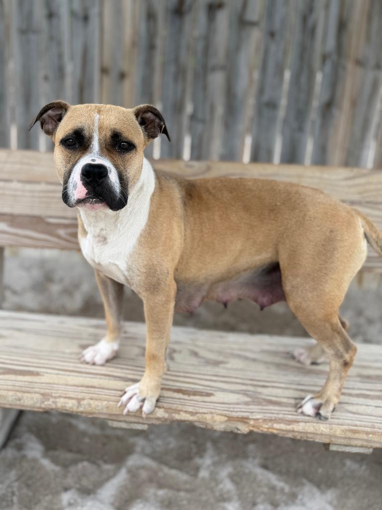 Blair, a Adoptable Mixed Breed in Muskegon, MI image 2/3
