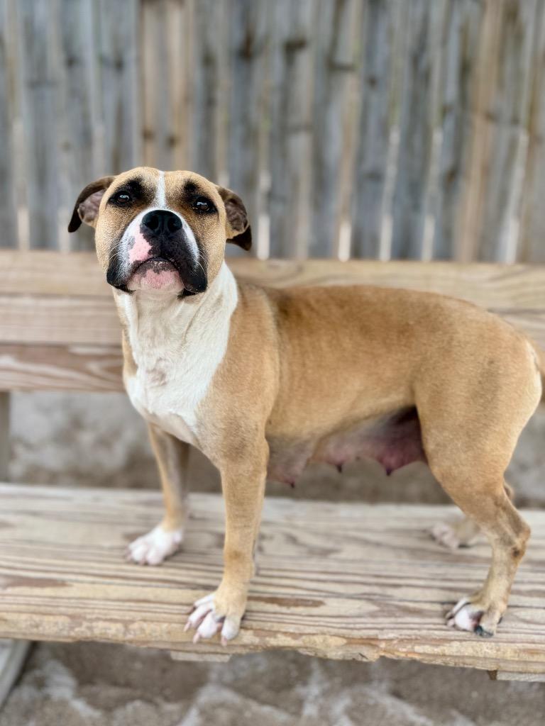 Blair, a Adoptable Mixed Breed in Muskegon, MI image 3/3