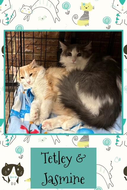 Tetley & Jasmine