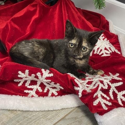 Bell, an adopted Domestic Short Hair in LANETT, AL image 1/2