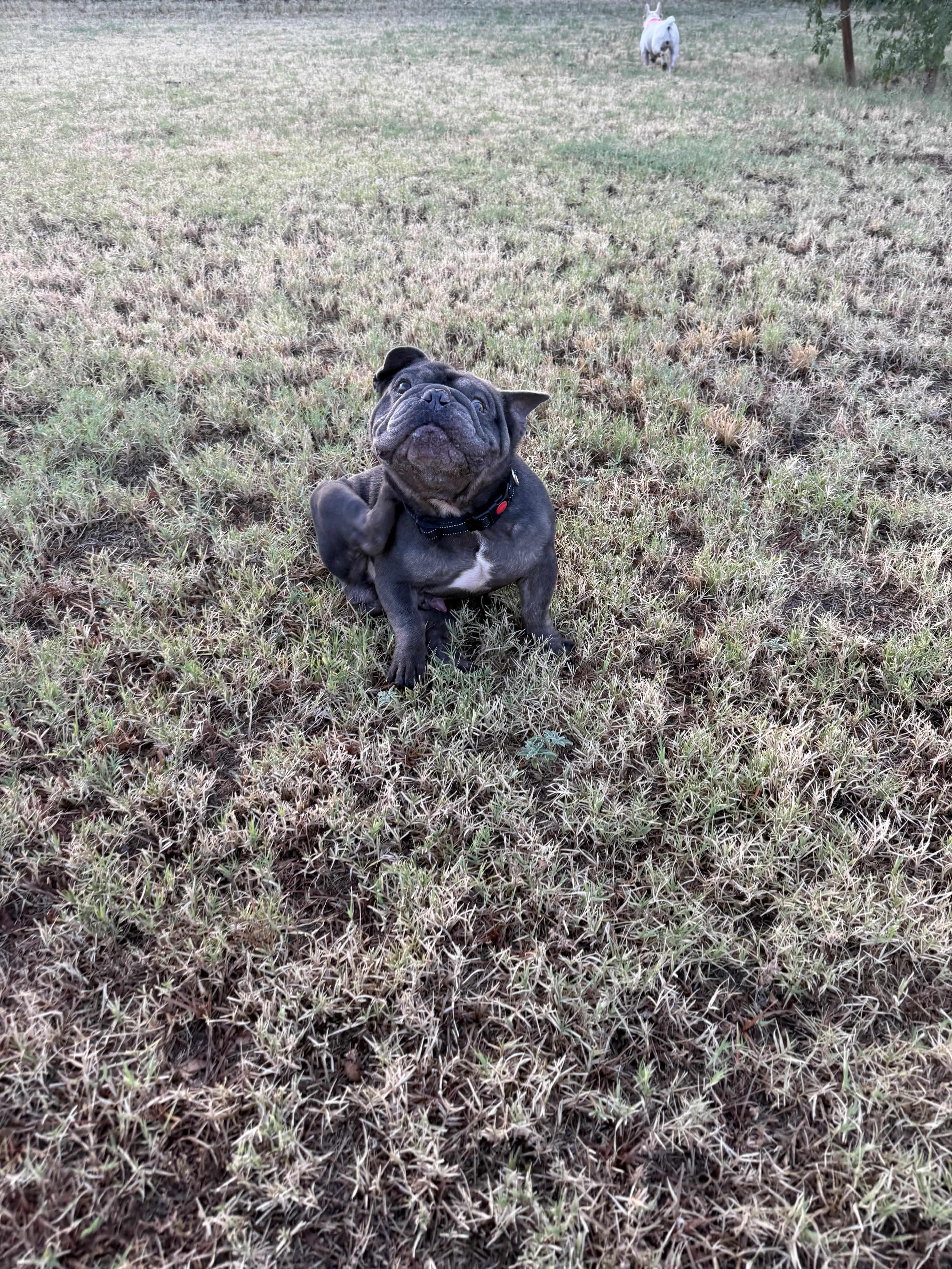 Scooby, Adoptable, Adult Male French Bulldog.