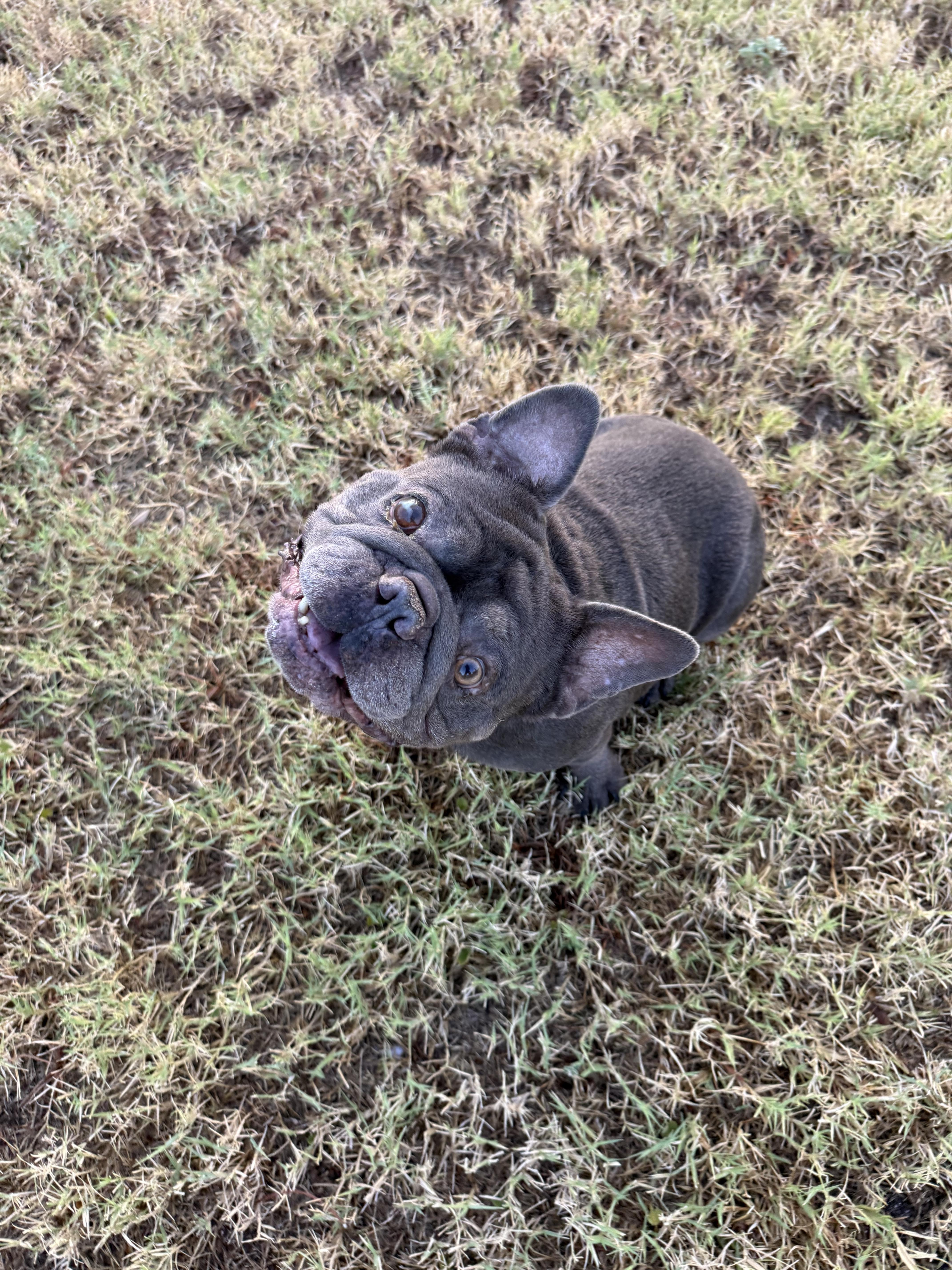 Enlarge Scooby, a Adoptable French Bulldog in Mesa, AZ image 2/5
