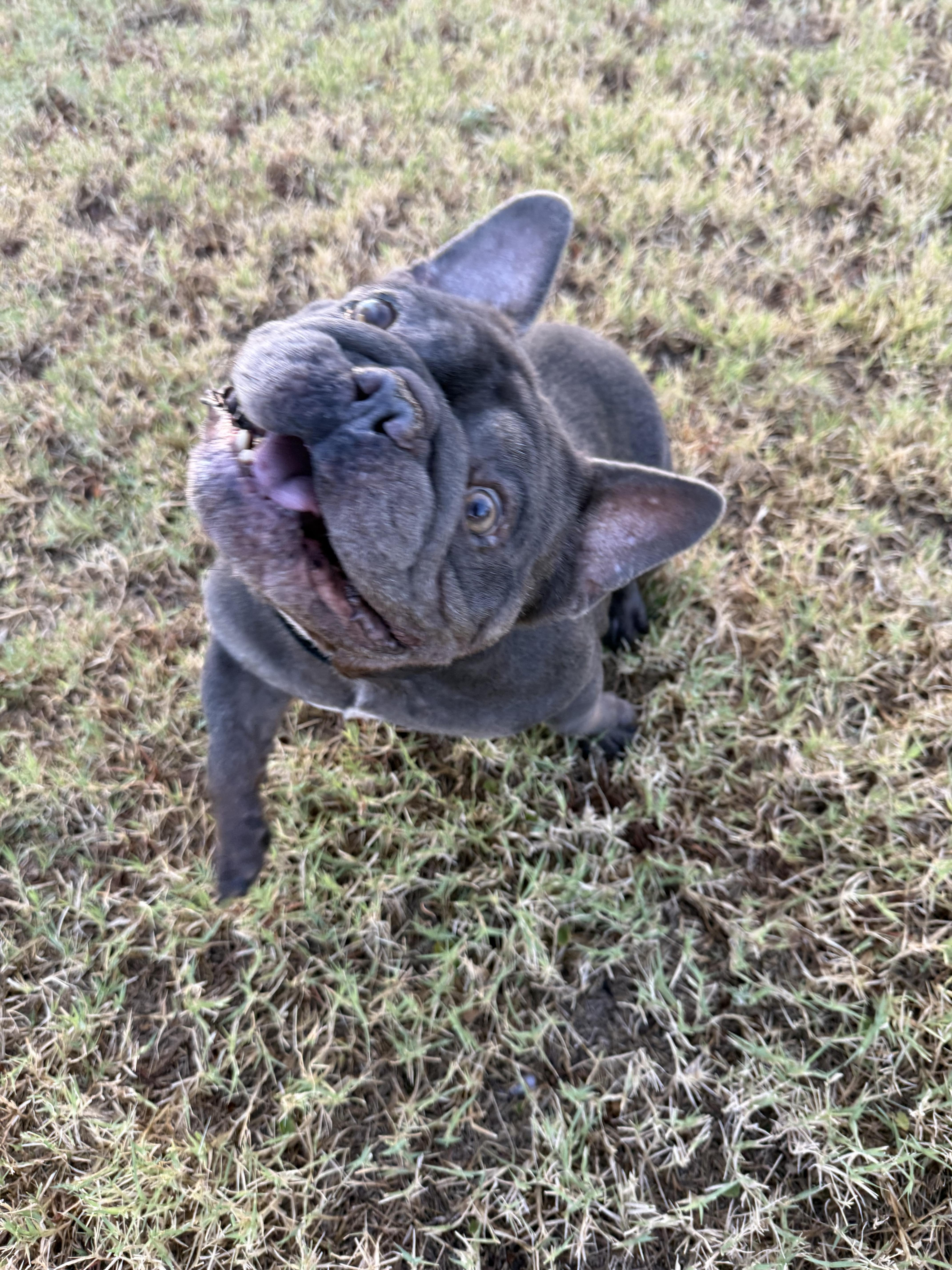 Enlarge Scooby, a Adoptable French Bulldog in Mesa, AZ image 3/5