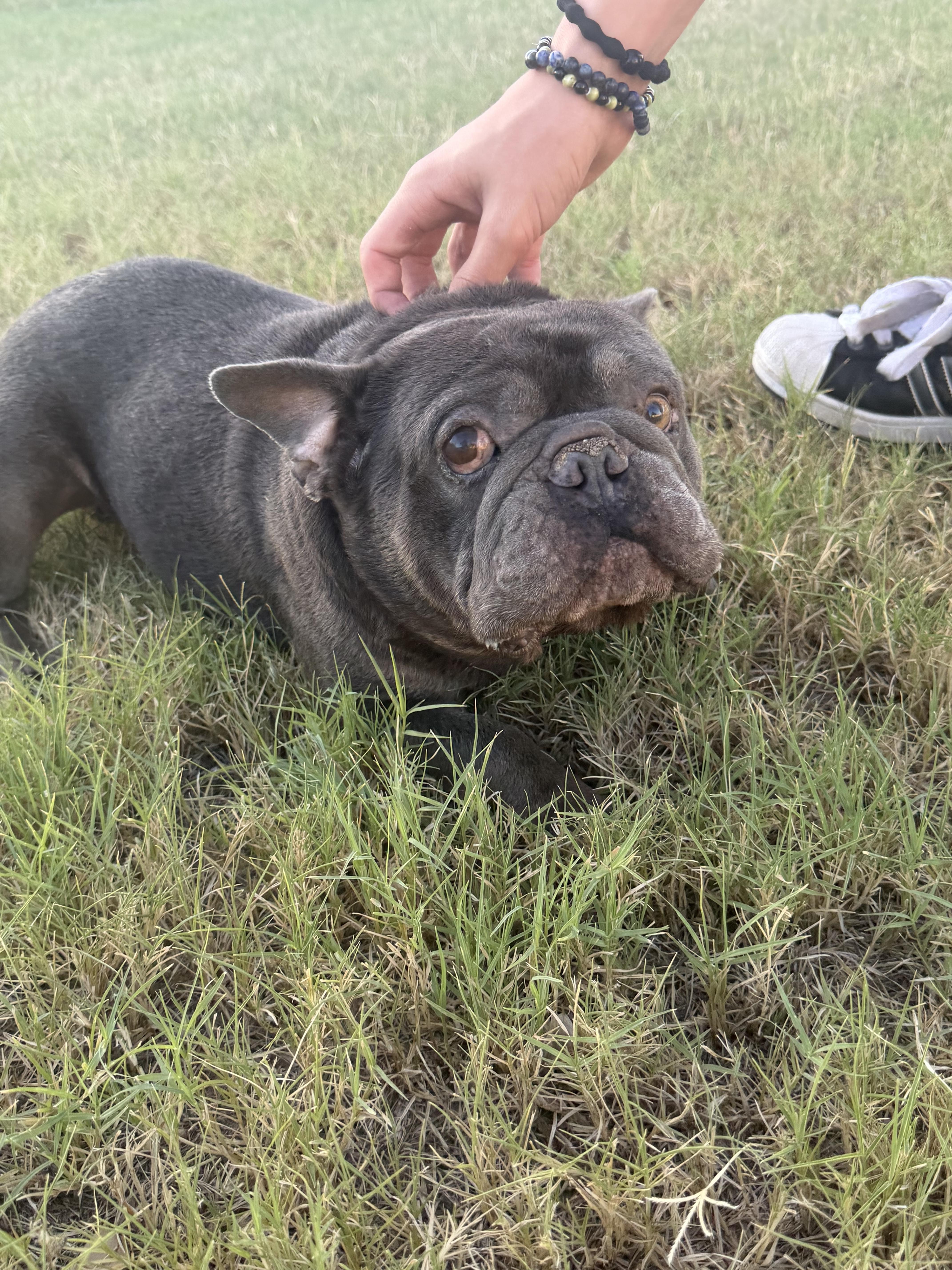 Enlarge Scooby, a Adoptable French Bulldog in Mesa, AZ image 4/5