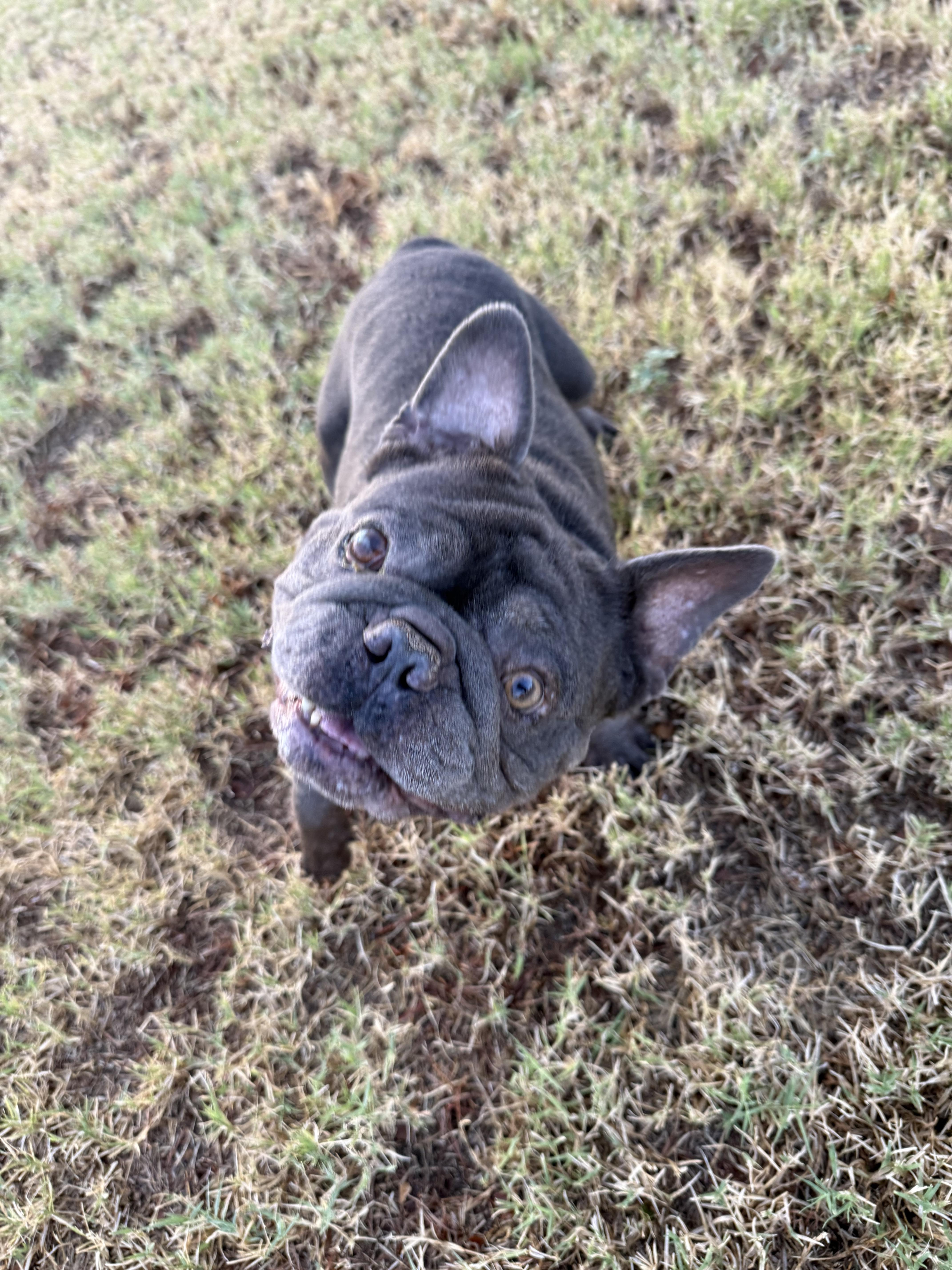 Enlarge Scooby, a Adoptable French Bulldog in Mesa, AZ image 5/5