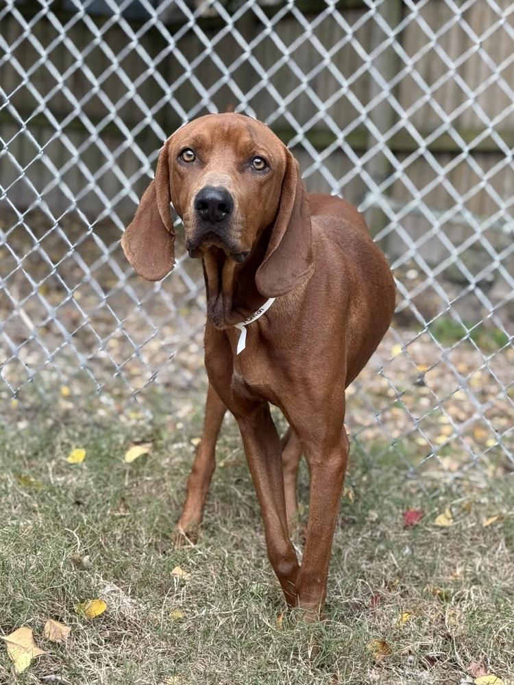 Roman, Adoptable, Adult Male Redbone Coonhound.