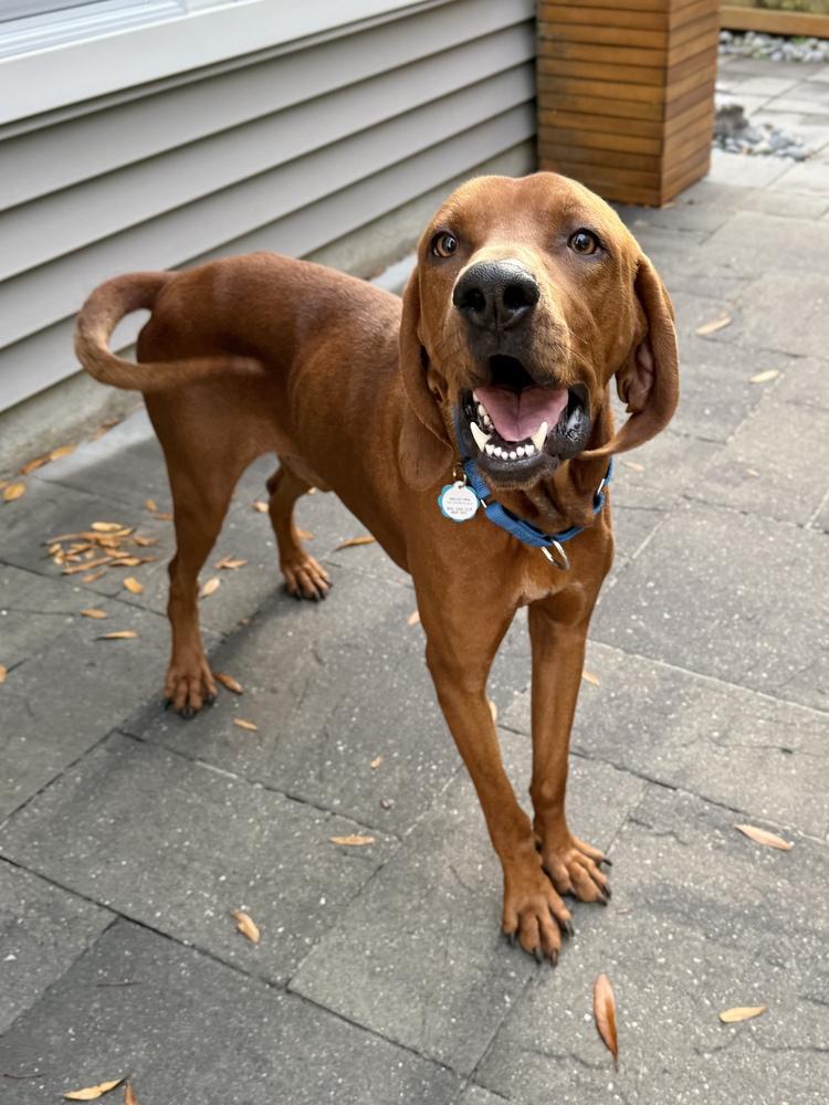 Roman, a Adoptable Redbone Coonhound in Charleston, SC image 2/6