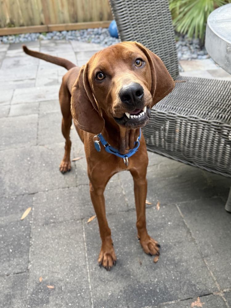 Roman, a Adoptable Redbone Coonhound in Charleston, SC image 3/6