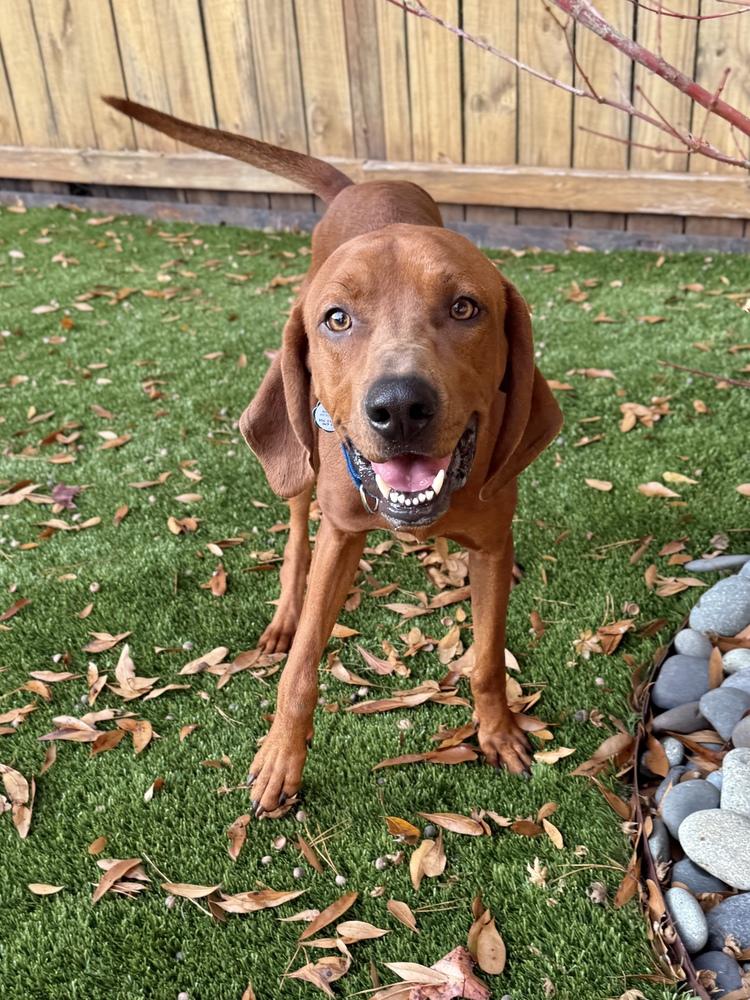 Roman, a Adoptable Redbone Coonhound in Charleston, SC image 4/6