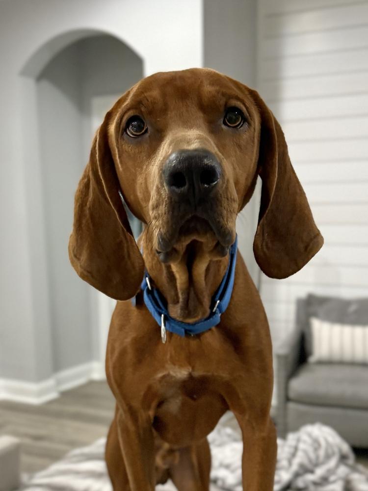 Roman, a Adoptable Redbone Coonhound in Charleston, SC image 5/6