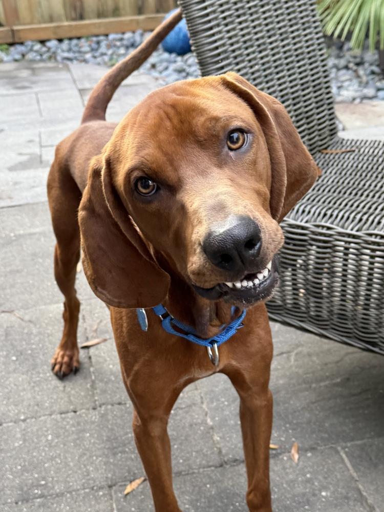 Roman, a Adoptable Redbone Coonhound in Charleston, SC image 6/6