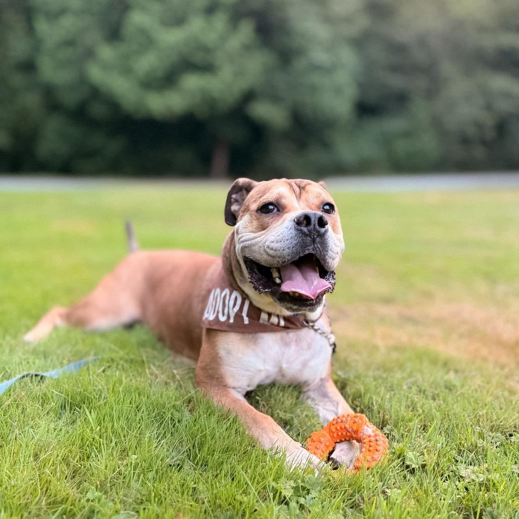 Yookie, Adoptable, Adult Male English Bulldog.