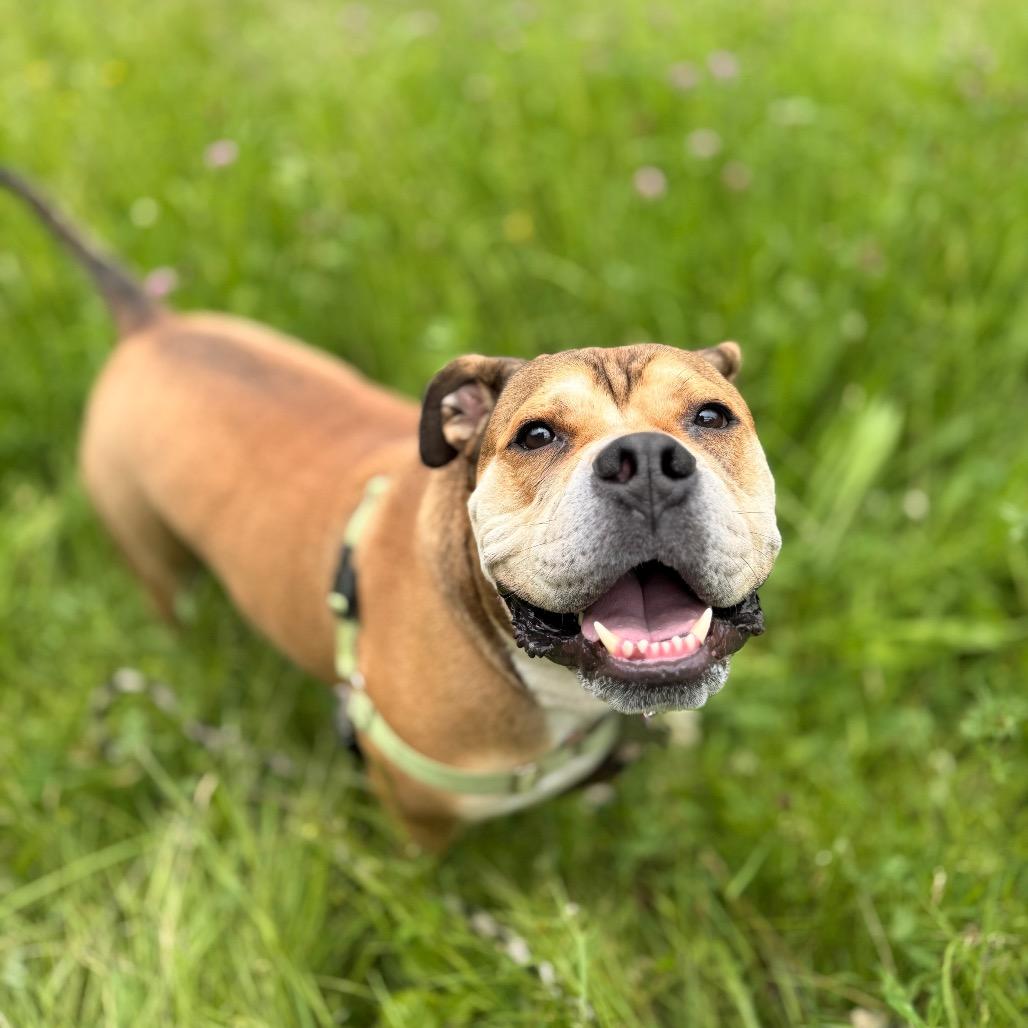 Enlarge Yookie, a Adoptable English Bulldog in Bellingham, WA image 2/6